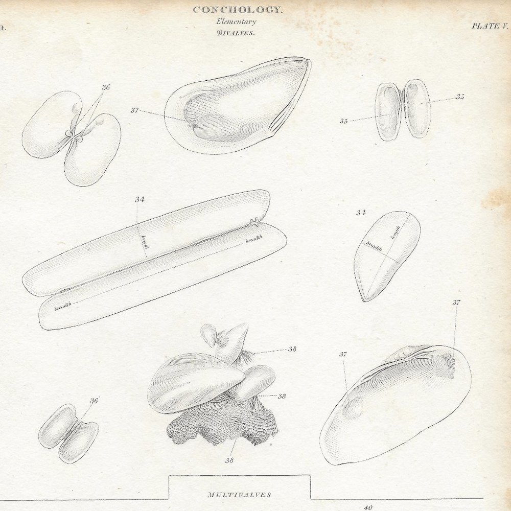 Antique Steel Engraved Print. Conchology Plate V